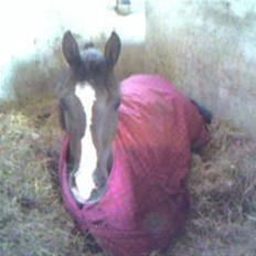 New Forest midnight-læs hendes histo