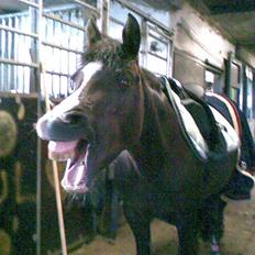 New Forest midnight-læs hendes histo