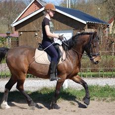 Welsh Cob (sec D) Jumper.