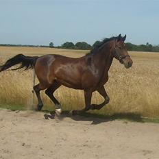 Welsh Cob (sec D) Jumper.