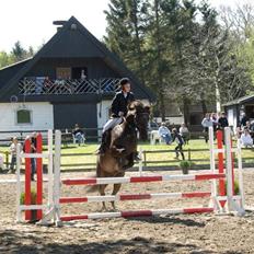 Anden særlig race Samba - desværre aflivet