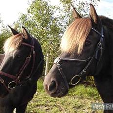 Anden særlig race Samba - desværre aflivet