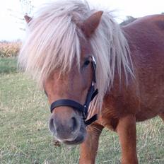 Miniature Søbygård´s Champion 