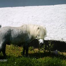 Shetlænder Charlie 