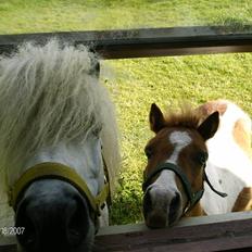 Anden særlig race Gizmo 