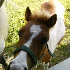 Anden særlig race Gizmo 