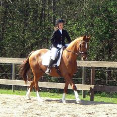 Hannoveraner Løth's Ami (solgt)