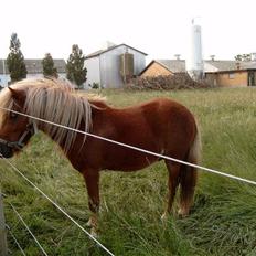 Miniature Søbygård´s Champion 