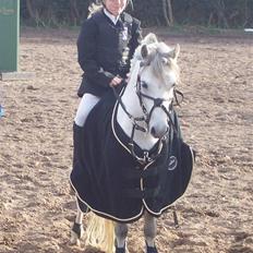 Welsh Mountain (sec A) Musjo "SOLGT"