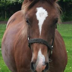 Anden særlig race Kiaya