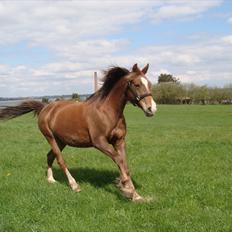 Anden særlig race Kiaya