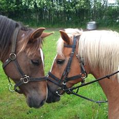 Anden særlig race Kiaya