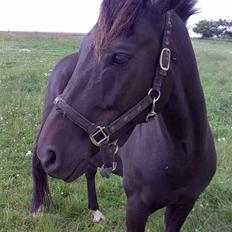 Anden særlig race Black Shadow - Solgt