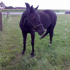 Anden særlig race Black Shadow - Solgt