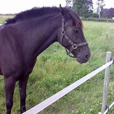 Anden særlig race Black Shadow - Solgt