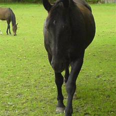 Oldenborg Guri (død) :(