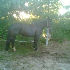 Oldenborg Guri (død) :(