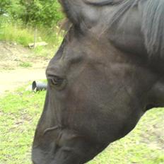 Oldenborg Guri (død) :(