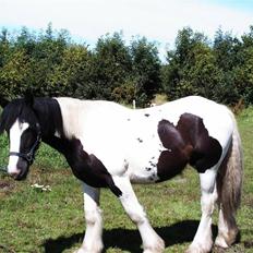 Irish Cob Cassie