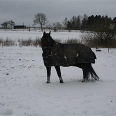 Oldenborg Caliva