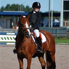 Welsh Pony (sec B)  Daisy 