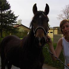 Anden særlig race Fari