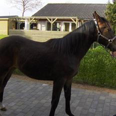 Anden særlig race Fari