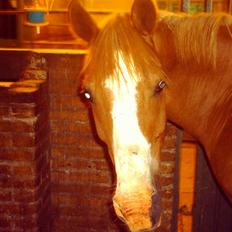 Anden særlig race Pronto- Solgt ! :)