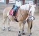 Haflinger Gallon  * SOLGT *