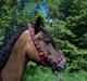 Welsh Cob (sec D) Lillelunds Hailey solgt