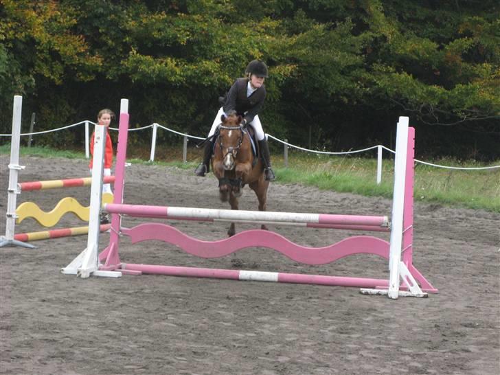 Hollandsk Sportspony Zorro <3 (solgt) - sara og zorro i for cup som de vandt <3(: (foto:mig) billede 11