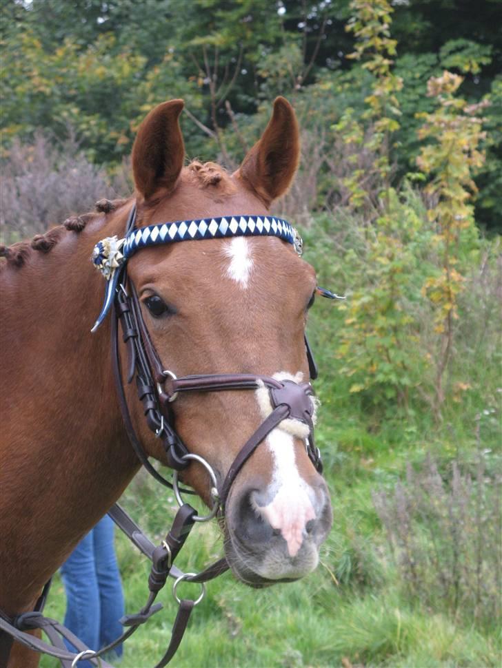 Hollandsk Sportspony Zorro <3 (solgt) - Smukke Zorro! (foto mig) billede 12