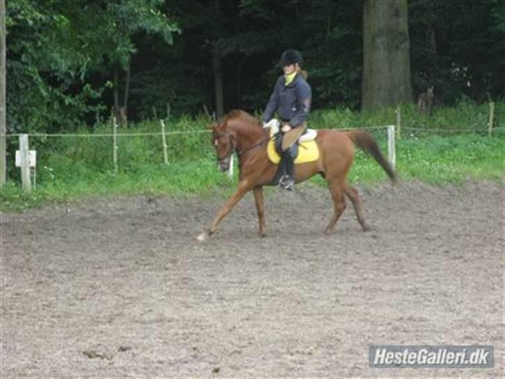 Hollandsk Sportspony Zorro <3 (solgt) - sara og zorro dressur (foto mig) billede 14