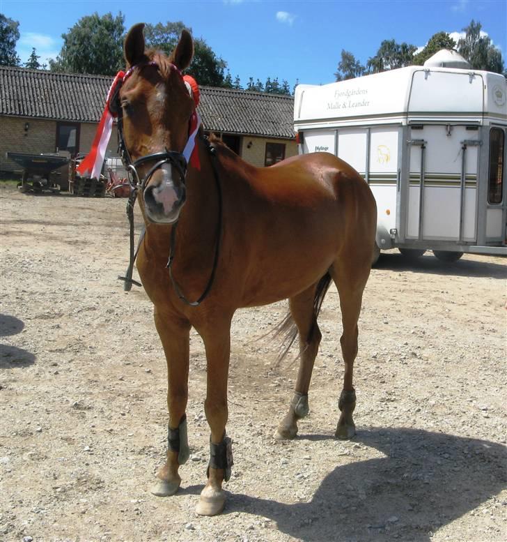 Hollandsk Sportspony Zorro <3 (solgt) - præmie koen x´D (foto:mig) billede 15