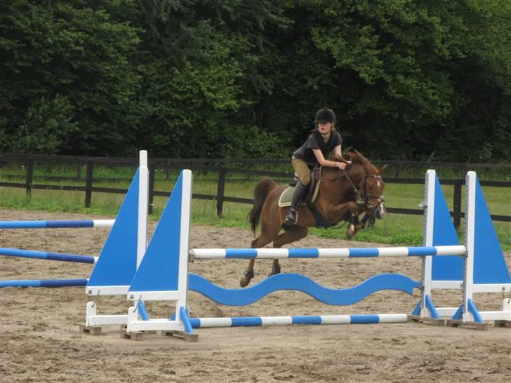 Hollandsk Sportspony Zorro <3 (solgt) - sara&lynet til træning (: (foto mig) billede 16