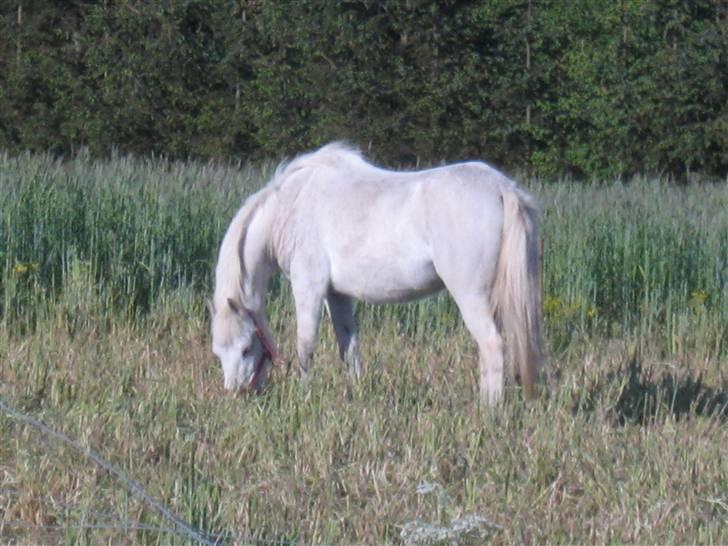 Anden særlig race Fraja<3 R.I.P:'( - 1: VELKOMMEN til Frajas profil:) mulle på sommergræs<3 17 år billede 1