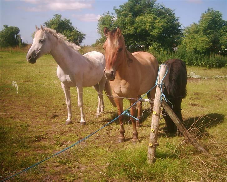 Anden særlig race Fraja<3 R.I.P:'( - 2: de tre pinzzZZzesser 16 år billede 2