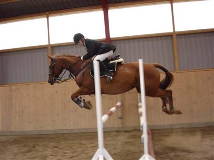 Anden særlig race Engkildegårds chili billede 2