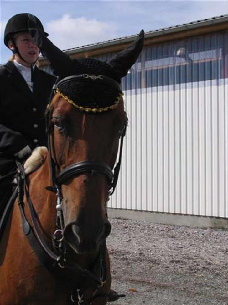 Anden særlig race Engkildegårds chili billede 4