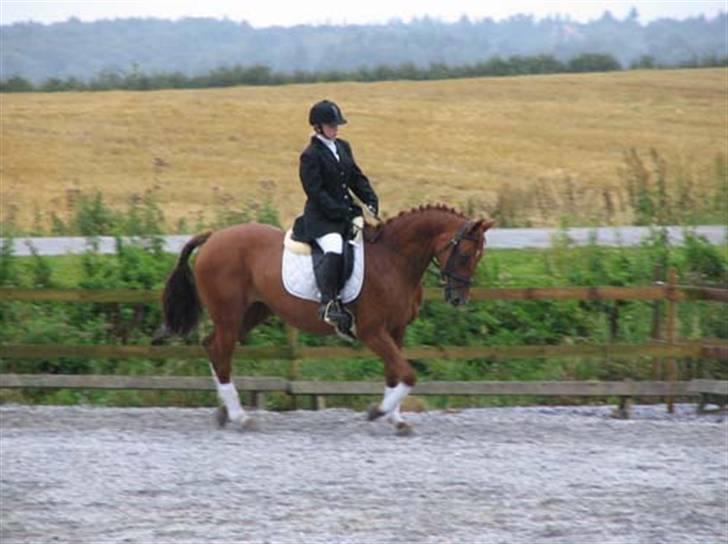 Anden særlig race Engkildegårds chili billede 5