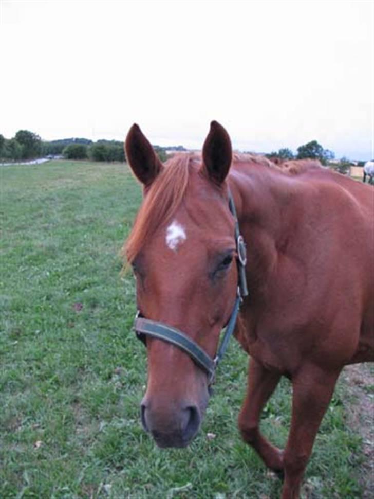 Anden særlig race Engkildegårds chili billede 6