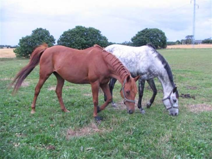 Anden særlig race Engkildegårds chili billede 7