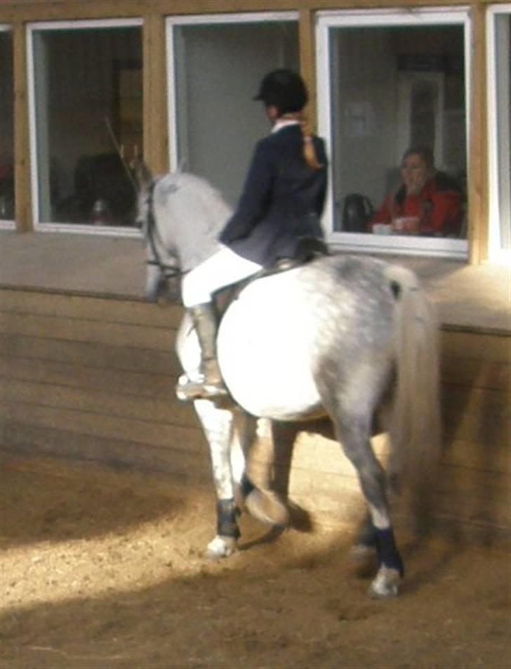 Anden særlig race Super Star / VSR / part - Stævne (Foto:Far Tak<3) billede 8