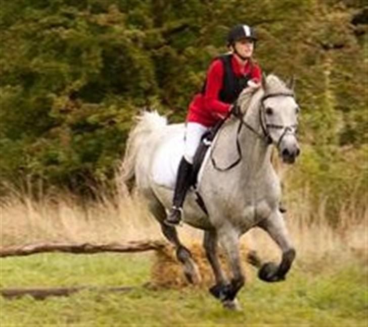 Anden særlig race Super Star / VSR / part - Efterårs jagt 09  billede 9