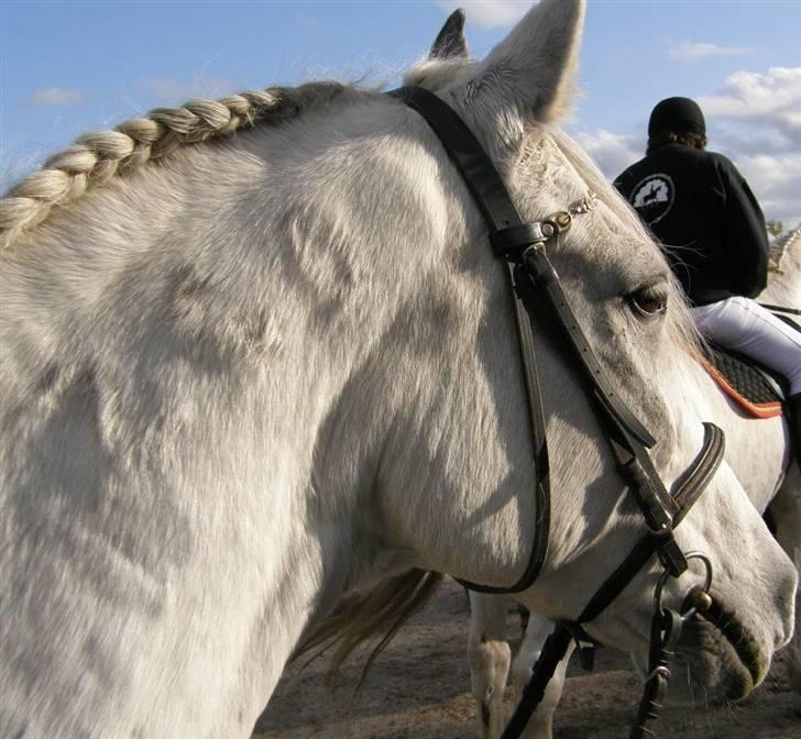 Anden særlig race Super Star / VSR / part - Stævne (Foto:Far Tak<3) billede 10