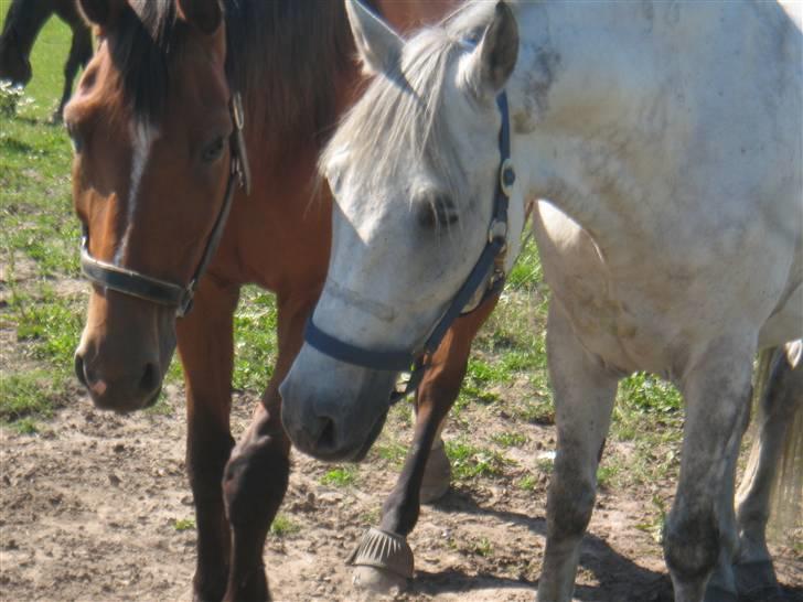 Anden særlig race Super Star / VSR / part - Sødt  billede 13