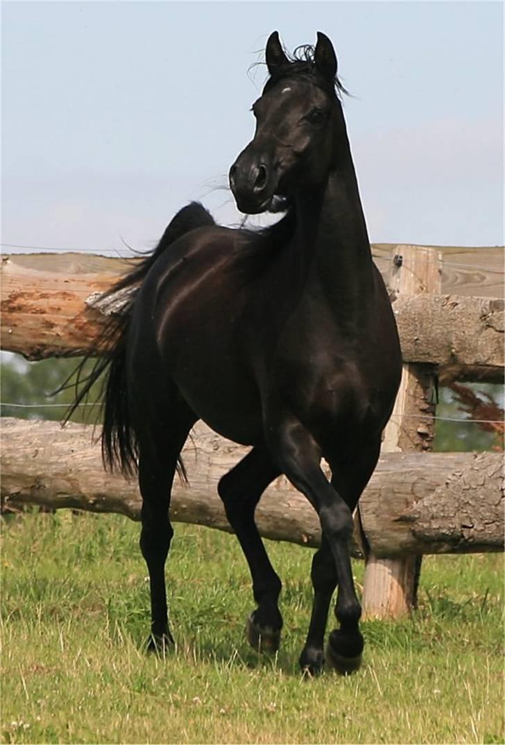 Arabisk fuldblod (OX) CAS Harmony - SOLGT  - Juli 2007  billede 7