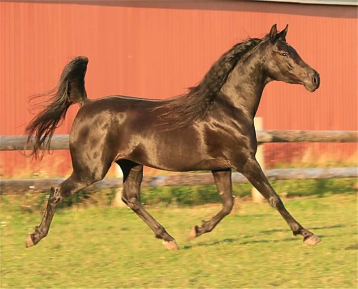 Arabisk fuldblod (OX) CAS Harmony - SOLGT  - september 2008 billede 8