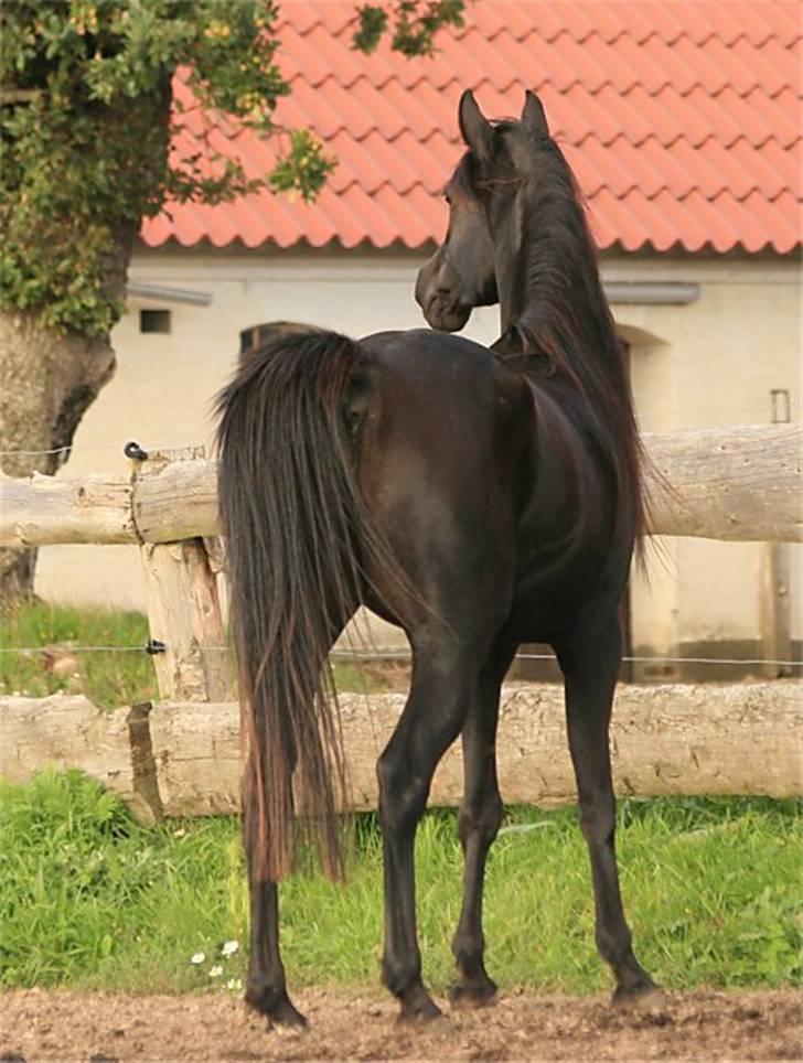 Arabisk fuldblod (OX) CAS Harmony - SOLGT  - september 2008 billede 9
