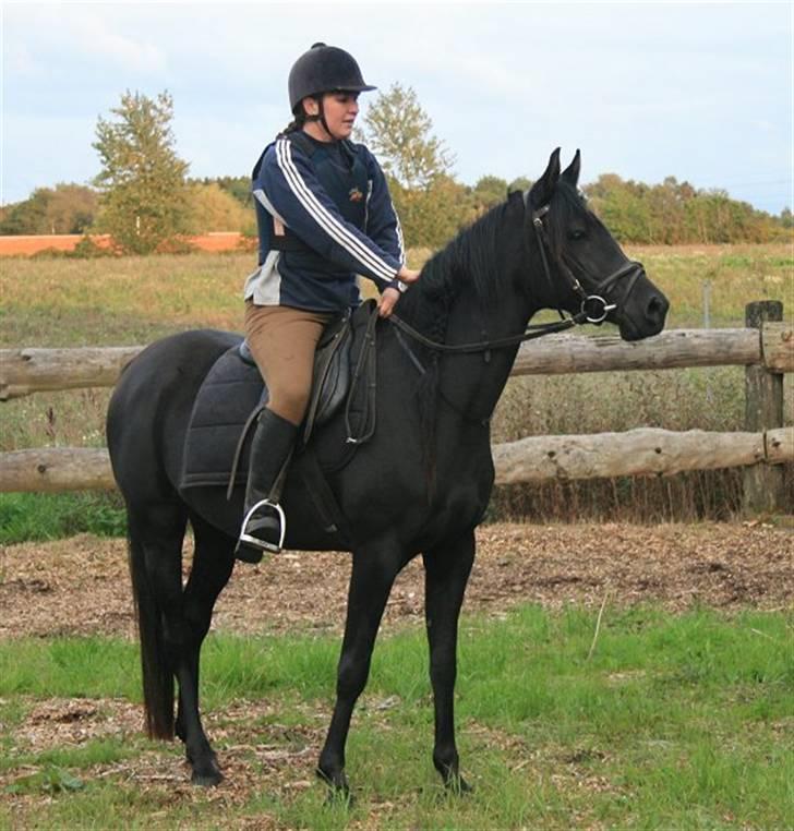 Arabisk fuldblod (OX) CAS Harmony - SOLGT  - september 2008 billede 12